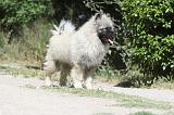 SPITZ LOUP 009